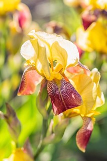 Colorful yellow and red irises in a botanical garden