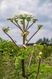 Giant hogweed plant, the plant parts, especially the sap, are poisonous, the sap triggers a