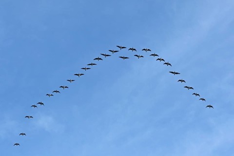 Flock of wild geese, Falshöft, Geltinger Birk, Gelting, Schleswig-Holstein, Germany, Europe