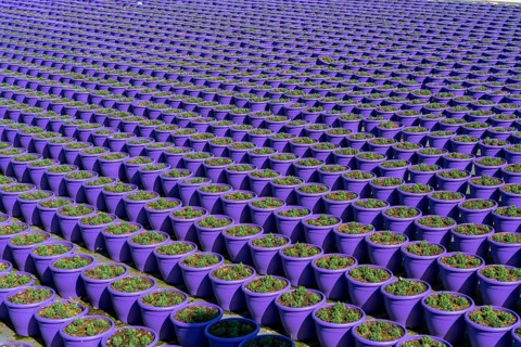 Gardening, plant cultivation, ornamental plants grow in flower pots, outdoors