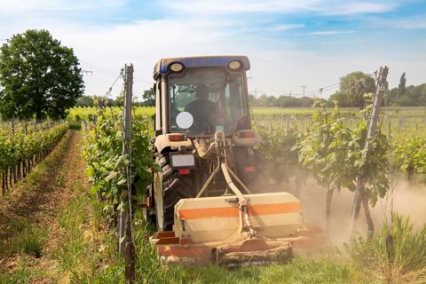 Soil cultivation in the vineyard, here near Neustadt an der Weinstraße, Palatinate