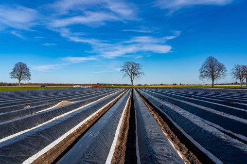 Agriculture on the Lower Rhine, early season, asparagus cultivation in spring, under plastic