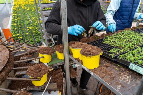 Horticultural business, greenhouse, young plants are potted, the potting soil is filled into the