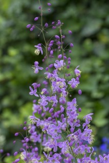 Chinese meadow rue (Thalictrum delavayi), Mecklenburg-Western Pomerania, Germany, Europe