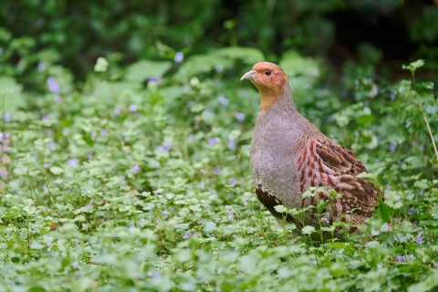Gray partridge (Perdix perdix), Bavaria, Germany, Europe