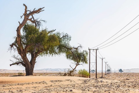 Half-dead tree next to a power line in the Rub al Khali desert, Dhofar province, Arabian Peninsula,