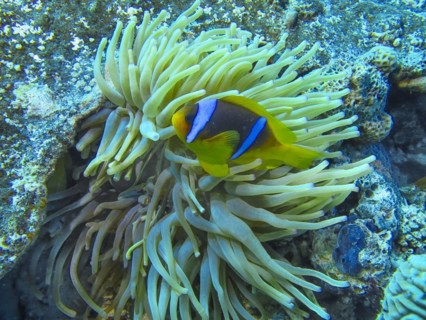 Red Sea anemonefish (Amphiprion nigripes), anemone, dive site Reef Bluff Point, Red Sea, Egypt,