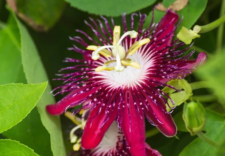Passion fruit flower in a botanical garden