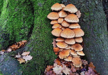 Golden scalycap (Pholiota aurivella) on a beech tree (Fagus sylvatica), Sababurg primeval forest,