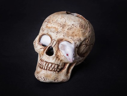 Small white laboratory mouse gets out of the orbit of a plastic skull