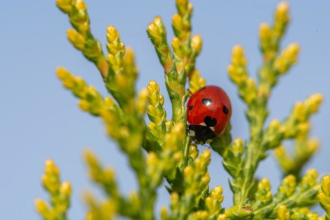 Close-up of a ladybird on green branches against a blue sky, Germany, Europe