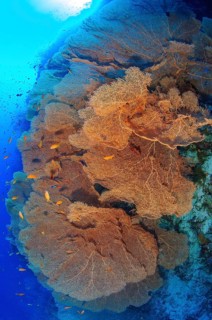 Several large fan corals (Annella molls) growing in coral reef on steep reef wall drop off in dive