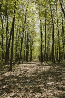 Walking path through forest of Acer, Maple trees in spring, Quebec, Canada, North America