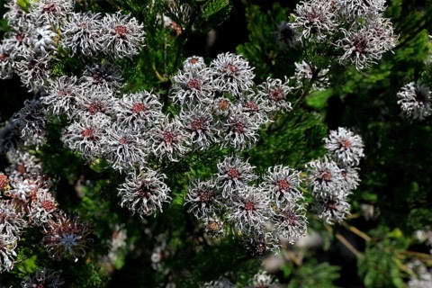 Serruria fucifolia (Serruria fucifolia), flowers, flowering, bush, fynbos, Kirstenbosch Botanical