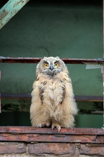 Eurasian eagle-owl (Bubo bubo), fledged young bird, in an old window frame, industrial building,