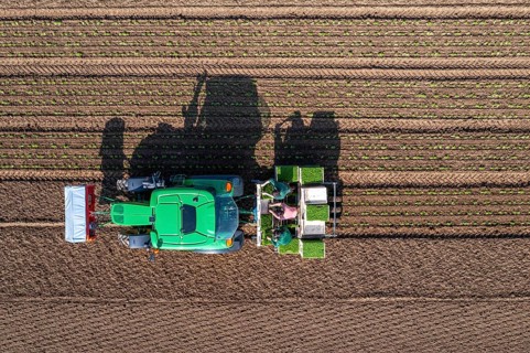Agriculture, herb gardening, parsley is planted in rows in a field with a planting machine
