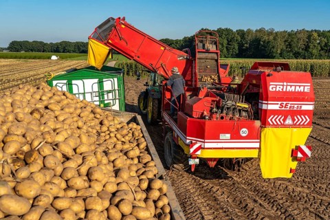 Potato harvesting, so-called split harvesting method, first the tubers are taken out of the ground