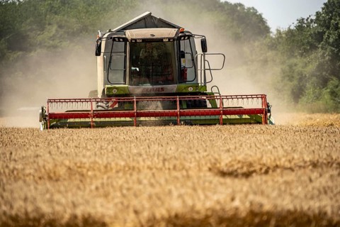 Agriculture, grain harvest, wheat, combine harvester harvesting in a wheat field, near
