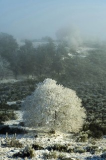 Aubrac plateau, snowy tree, Lozere department, Occitanie, France, Europe