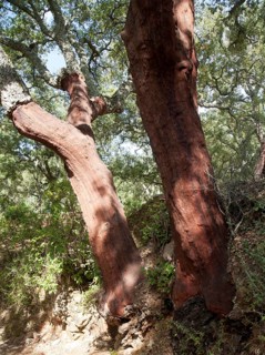Cork oak trees in Sierra de Aracena, Huelva province, Spain, Europe