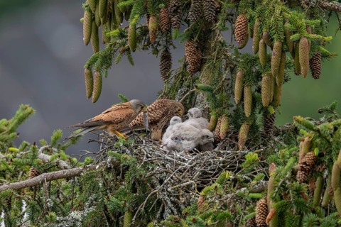 Common kestrel (Falco tinnunculus), female and male adult birds simultaneously bringing mice to the