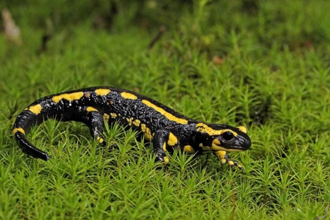 Fire salamander (Salamandra salamandra), Bavarian Forest NP, Bavaria, Federal Republic of Germany