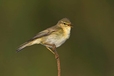 Willow warbler (Phylloscopus trochilus), Heligoland, Erpolzheim, Rhineland-Palatinate, Federal
