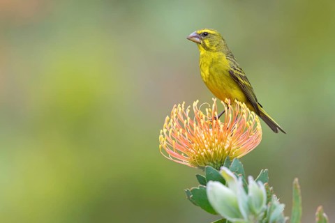 Brimstone canary (Crithagra sulphurata), Harold Porter National Botanical Gardens, Betty's Bay,
