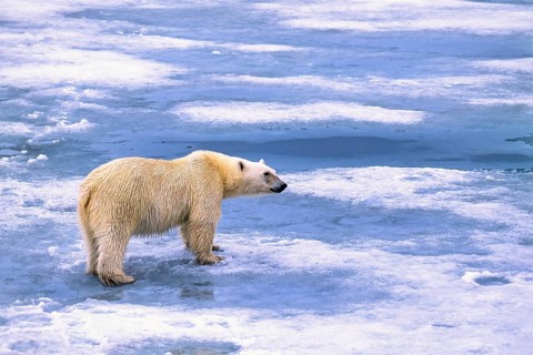 Polar bear (Ursus maritimus) walking on melting ice in the arctic, Svalbard