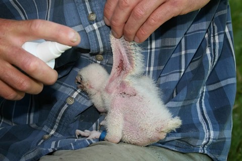 Gerfalcon saker falcon (Falco rusticolus, Falco cherrug) young hybrid mating bird is disinfected by