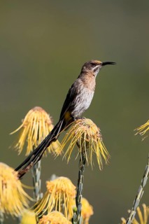 Cape Honeybird (Promerops cafer), adult, male, singing, on flower, Protea, Kirstenbosch Botanical