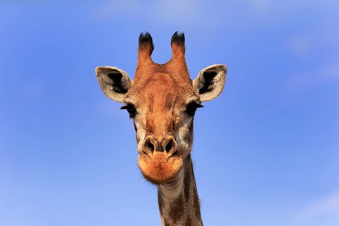 Southern giraffe (Giraffa camelopardalis giraffa), adult, portrait, Kruger National Park, Kruger