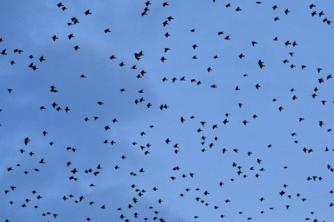 Flock of starlings in flight at dusk
