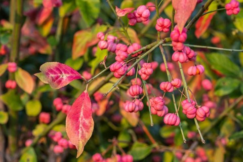 European spindle bush (Euonymus europaeus), Emsland, Lower Saxony, Germany, Europe