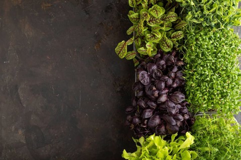 Set of boxes with microgreen sprouts of purple basil, lettuce, sorrel, pea, cilantro on black