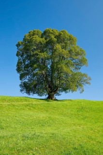 Large lime tree in Oberägeri, Canton Zug, Switzerland, Europe