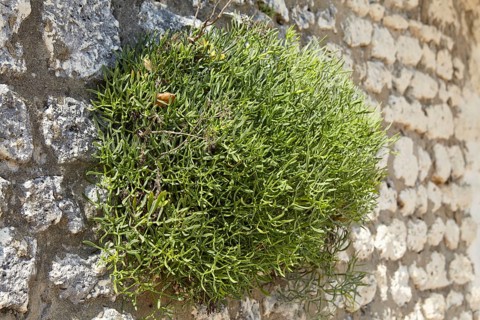 Samphire (Crithmum maritimum) on a natural stone wall on the beach of Saint-Palais-sur-Mer,