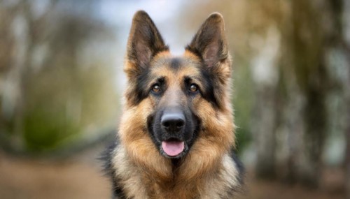 Pets, Dog, German Shepherd, AI-generated, AI generated