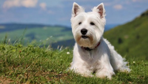 Pets, Dog, West Highland White Terrier, AI-generated, AI generated