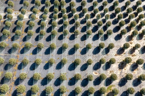 Paw Paw, Michigan, Grasshopper Farms, a large outdoor cannabis grower in west Michigan