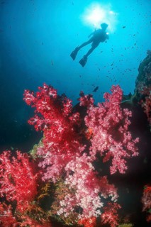 Backlit shot of silhouette of diver in front of sun hovering over colony of red soft coral
