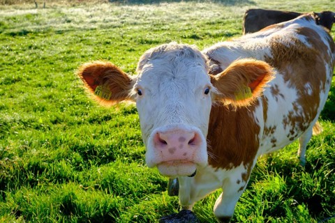 Curious cows, in the Kirchsee Filzen, Kirchseemoor, near Sachsenkam, Tölzer Land, Alpine foothills,