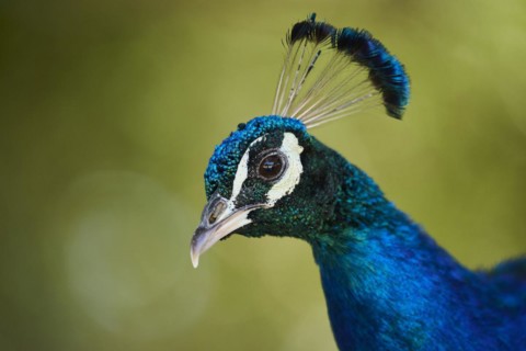 Indian peafowl (Pavo cristatus) portrait, Spain, Europe