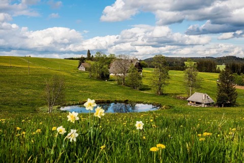 Farms and flowering meadow, Thurner, near St Märgen, Black Forest, Baden-Württemberg, Germany,