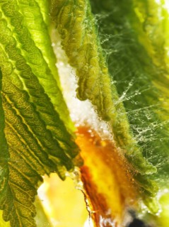 Chestnut, common horse-chestnut (Aesculus hippocastanum), detail of bud with young leaves, resin