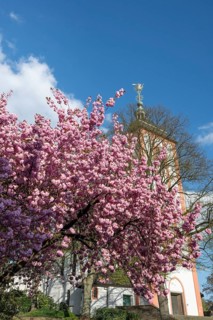 Flowering Japanese cherry (Cerasus serrulata), Siegen, North Rhine-Westphalia, Germany, Europe