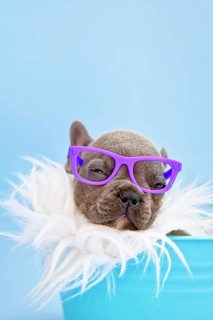 Close up of Funny French Bulldog dog puppy with reading glasses sleeping in bucket on blue