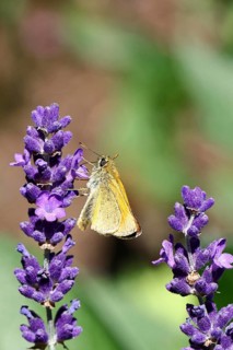 Large skipper (Ochlodes venatus), collecting nectar from a flower of Common lavender (Lavandula