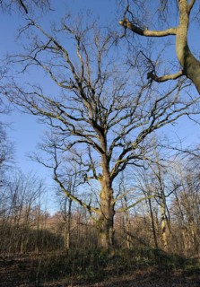 Old oak tree, natural monument in Sacrow Castle Park, Potsdam, Brandenburg, Germany, Europe