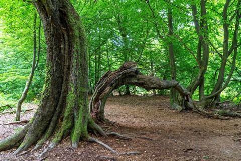The Sababurg primeval forest, or primeval forest in the Reinhardswald, is a 95-hectare biotope